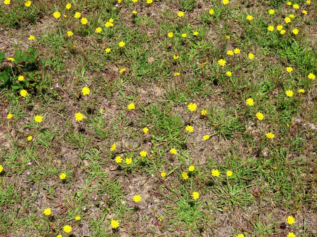 Hypochaeridinae from Eganstown VIC 3461, Australia on January 14, 2024