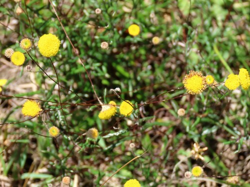 Image of Wiry Buttons (Leptorhynchos tenuifolius) by (c) Elspeth Swan, some rights reserved (CC BY)