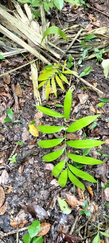 Image of Zamia prasina by (c) Tereso Hernández Morales, some rights reserved (CC BY)