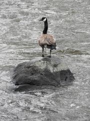 Branta canadensis