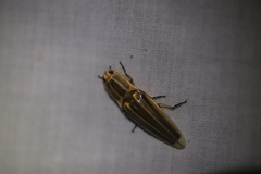 Semiotus ligneus image