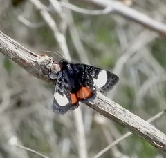 Psychomorpha epimenis