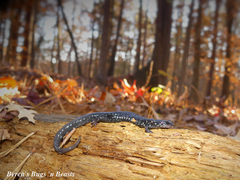 White-Spotted Slimy Salamander photo 3