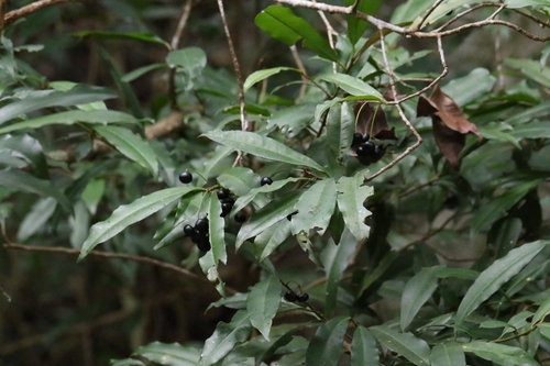 Image of Pentagonous Ardisia (Ardisia quinquegona) by no rights reserved