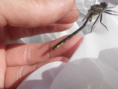 Phanogomphus descriptus