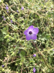 Pholistoma auritum auritum
