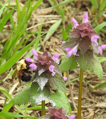Lamium purpureum purpureum
