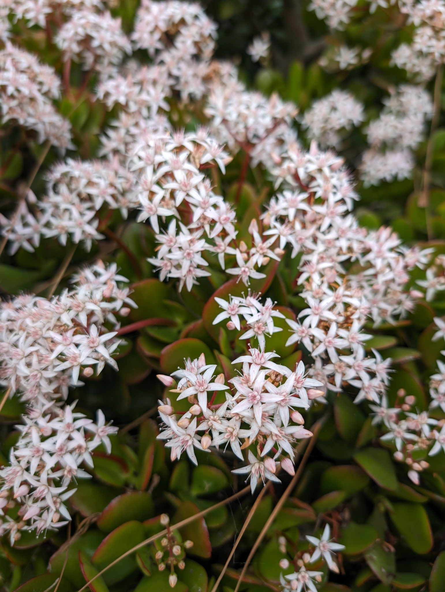 Imagem de Planta-jade