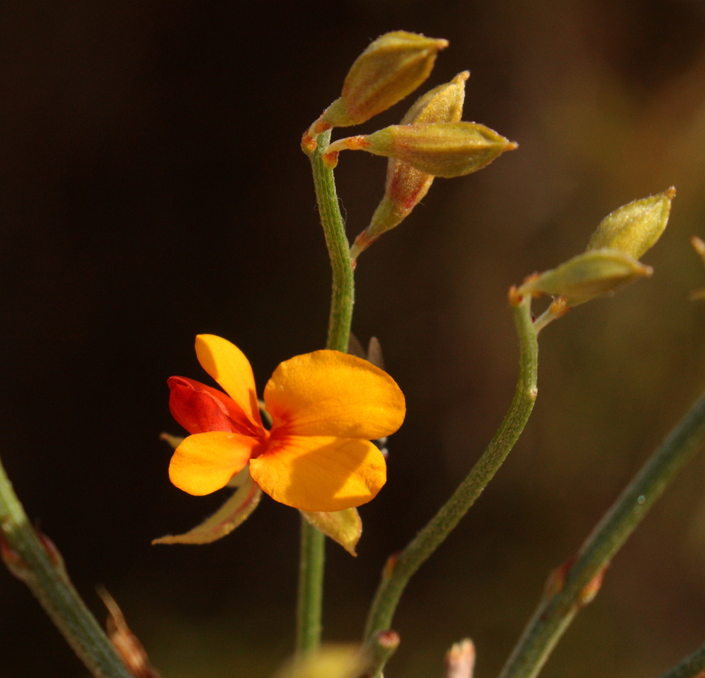 Jacksonia rhadinoclada