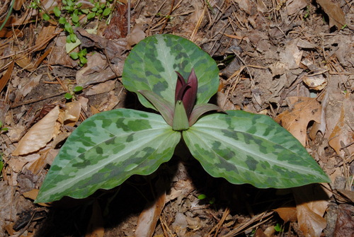 Image of Trillium underwoodii by (c) Brian Finzel, some rights reserved (CC BY-SA)
