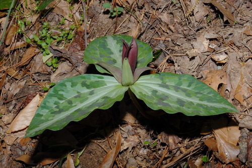 Image of Trillium underwoodii by (c) Brian Finzel, some rights reserved (CC BY-SA)