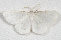 Protitame virginalis