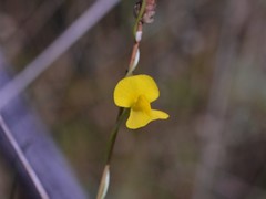 Utricularia involvens