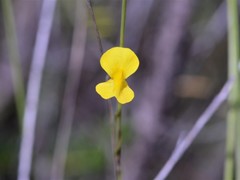 Utricularia involvens