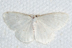 Protitame virginalis