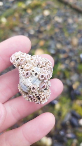 Balanus laevis