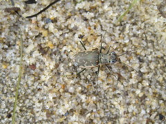 Ellipsoptera marginata