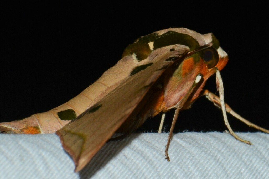 Ambulyx ochracea