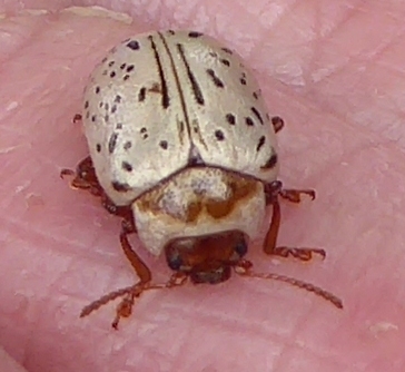 Common Willow Calligrapher Beetle