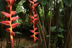 Heliconia pogonantha image