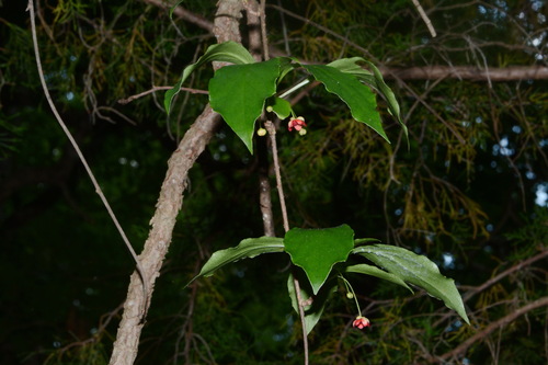 Image of Schisandra glabra by (c) Brian Finzel, some rights reserved (CC BY-SA)