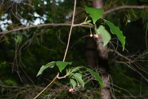 Image of Schisandra glabra by (c) Brian Finzel, some rights reserved (CC BY-SA)