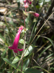 Penstemon triflorus