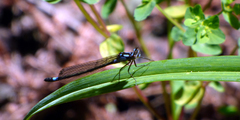 Zoniagrion exclamationis