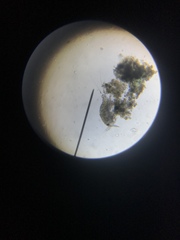 Multicrustacea