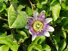 Passiflora alata × caerulea