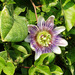 Passiflora × belotii - Photo (c) 106757949696626451802, some rights reserved (CC BY-NC), uploaded by 106757949696626451802