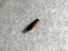 Blattodea