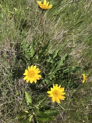 Wyethia angustifolia