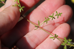 Galium nuttallii