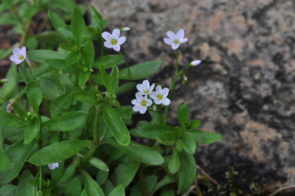 Toadily toadlily from Park County, CO, USA on July 28, 2017 at 10:24 AM by Matt ...