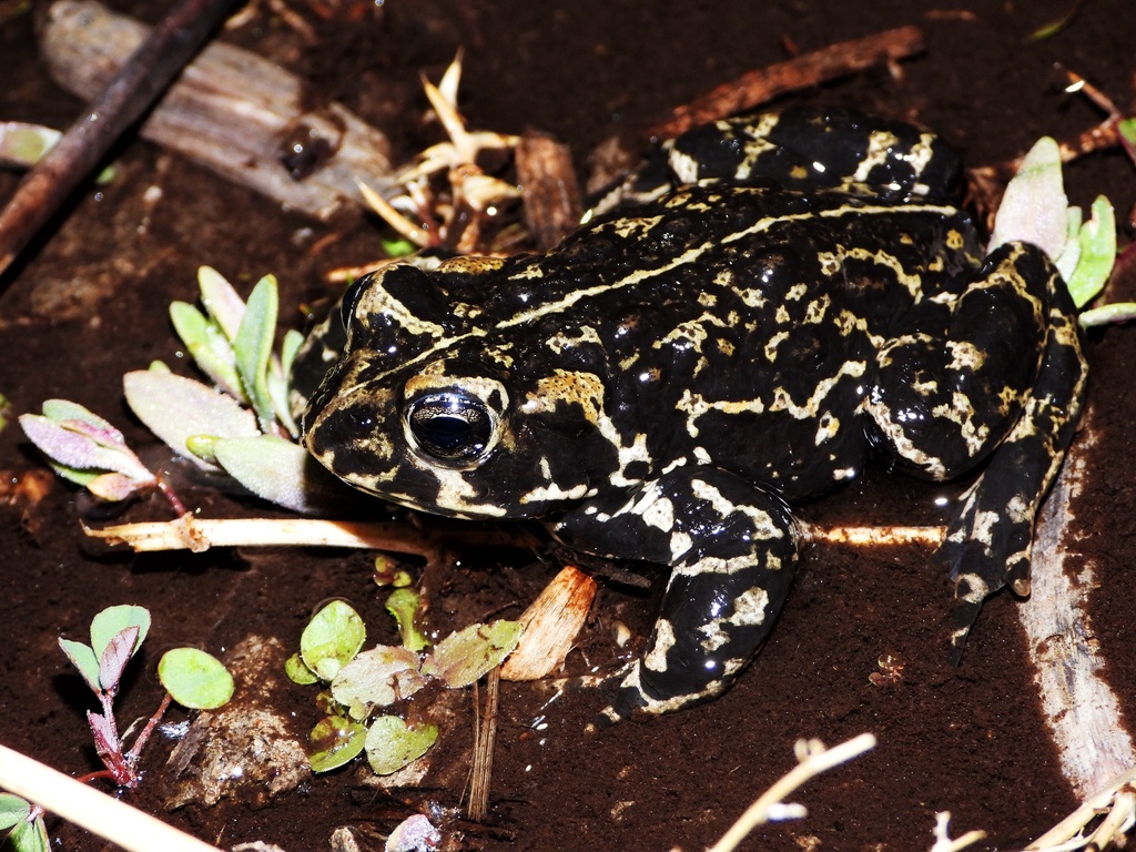 Black Toad