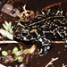 Black Toad - Photo (c) diomedea_exulans_li, some rights reserved (CC BY-NC)
