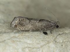 Pelochrista pulveratana