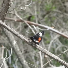 Psychomorpha epimenis