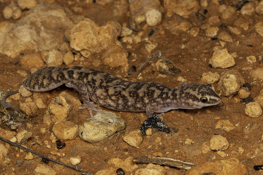 Variable Fat-tailed Gecko