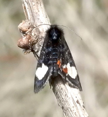 Psychomorpha epimenis
