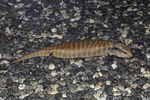 Centralian Blue-Tongued Lizard, Tiliqua multifasciata