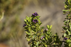(c) dhfischer, some rights reserved (CC BY) Eremophila willsii, photograph (c) dhfischer, some rights reserved (CC BY)