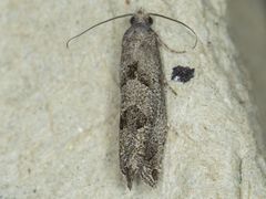 Pelochrista pulveratana