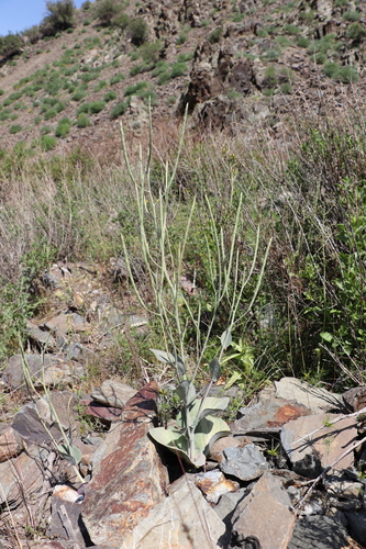 Eutrema renifolium