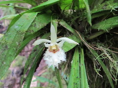 Chondroscaphe embreei