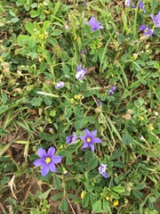 Sisyrinchium pruinosum