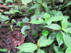 Micrathena raimondi