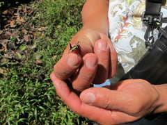 Micrathena raimondi
