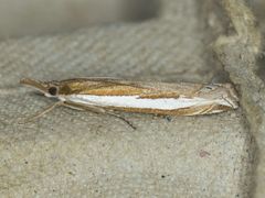 Crambus sperryellus